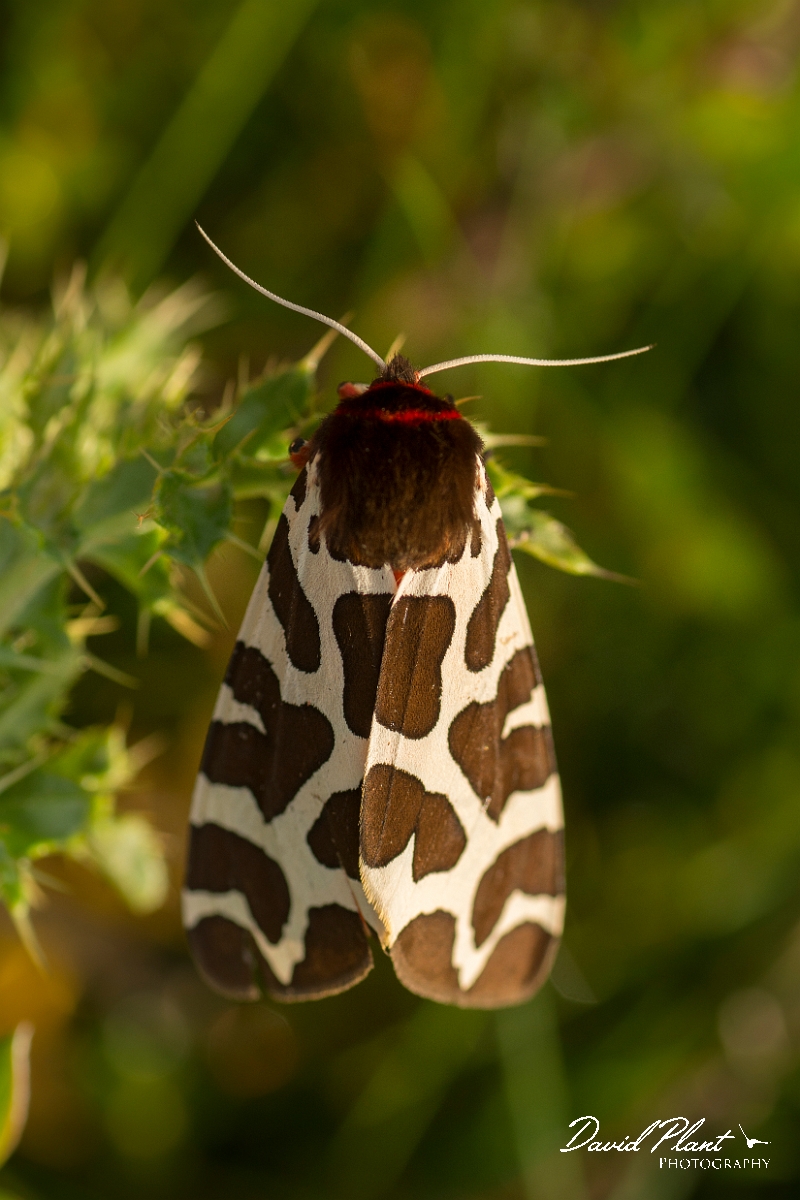 David Plant Photography - Wildlife Photography - Garden tiger - B.jpg - Garden tiger, Arctia caja - Northumberland