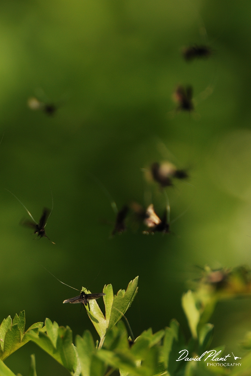 David Plant Photography - Wildlife Photography - Green longhorn moth - A.jpg - Green longhorn, Adela reaumurella, courtship group - Forest of Dean