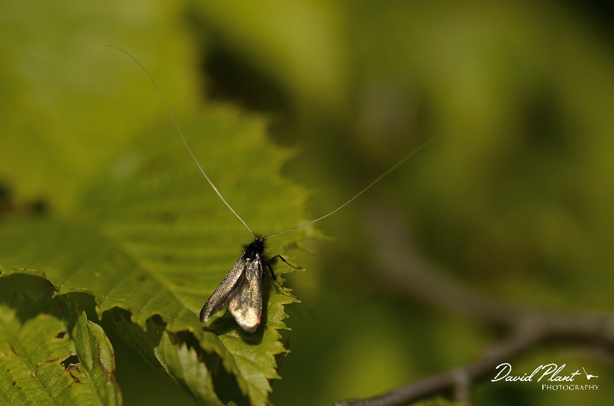 David Plant Photography - Wildlife Photography - Green longhorn moth - B.jpg - Green longhorn, Adela reaumurella, male - Cambridgeshire