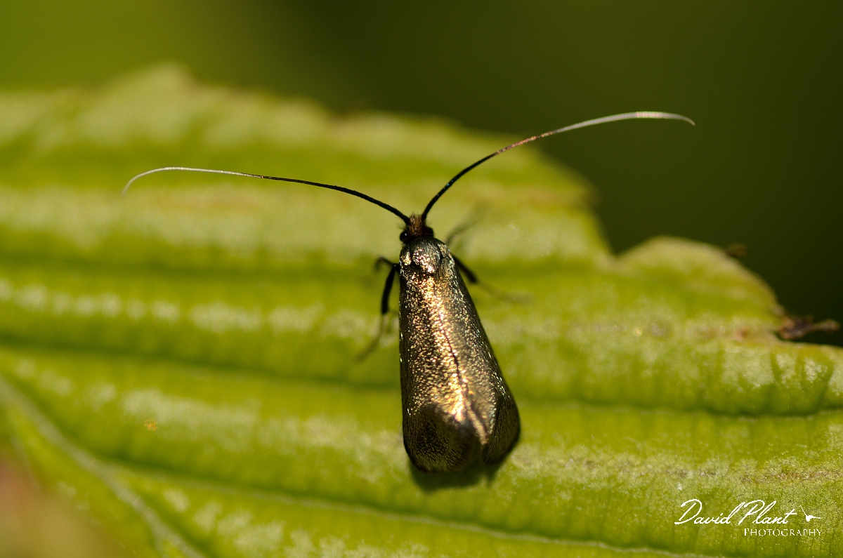 David Plant Photography - Wildlife Photography - Green longhorn moth - D.jpg - Green longhorn, Adela reaumurella, female - Cambridgeshire