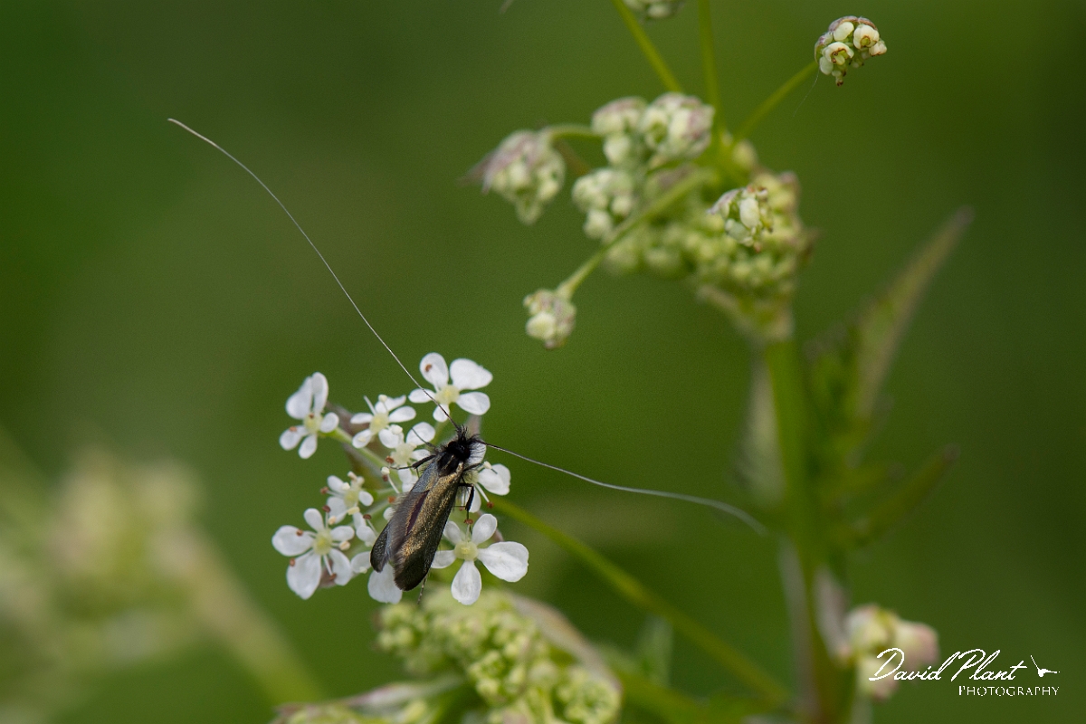 David Plant Photography - Wildlife Photography - Green longhorn moth - E.JPG - Green longhorn, Adela reaumurella,  male on cow parsley - Cambridgeshire