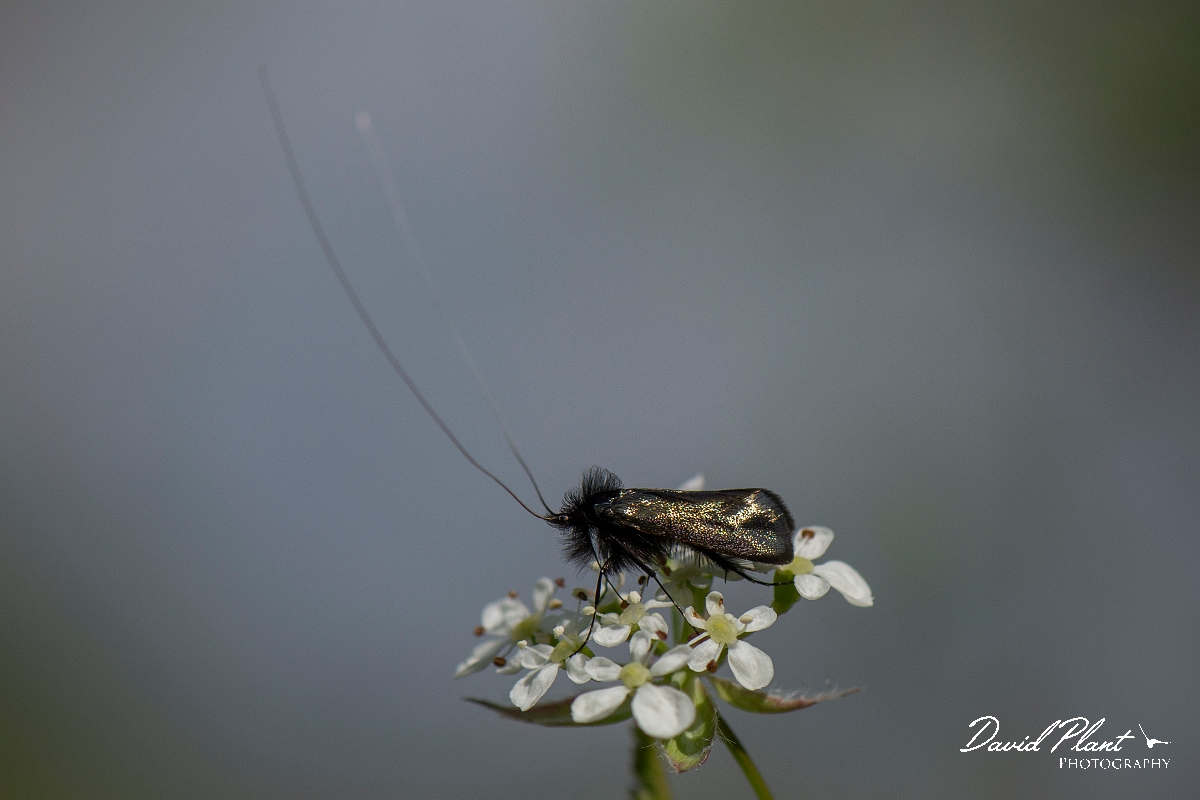 David Plant Photography - Wildlife Photography - Green longhorn moth - F.JPG - Green longhorn, Adela reaumurella,  male on cow parsley - Cambridgeshire
