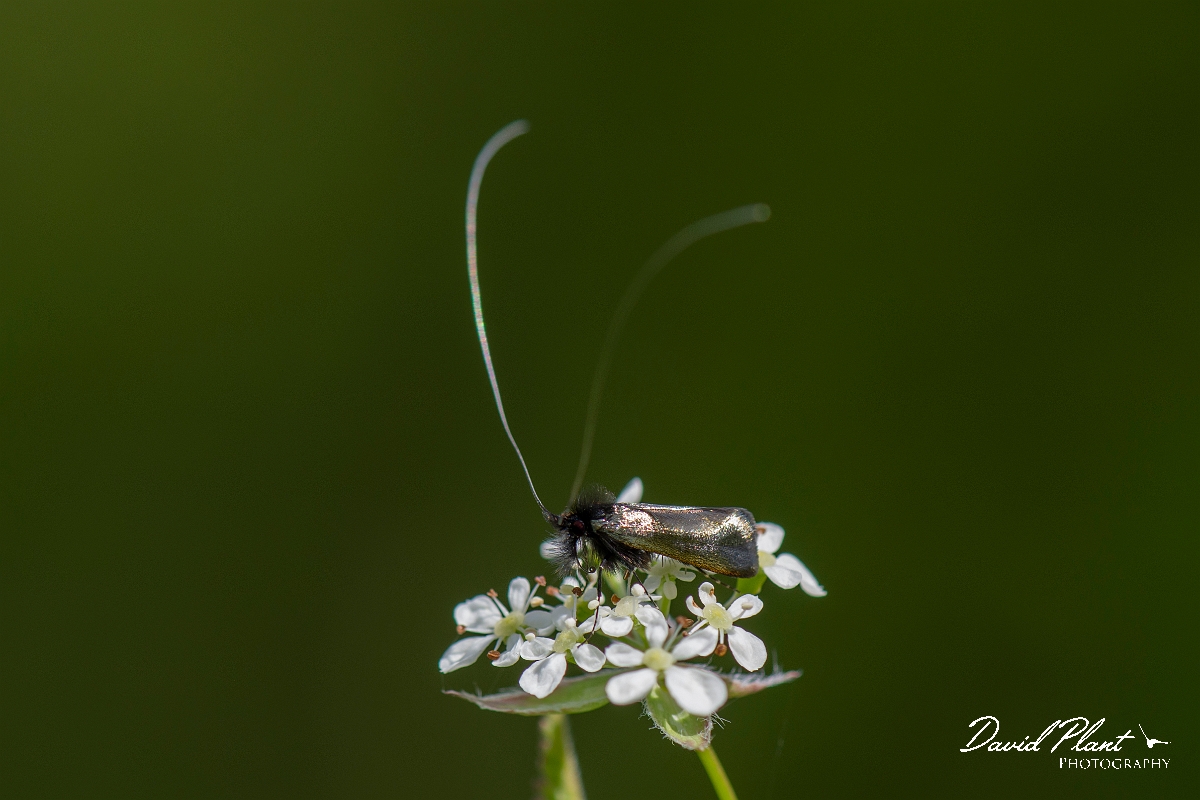 David Plant Photography - Wildlife Photography - Green longhorn moth - G.JPG - Green longhorn, Adela reaumurella,  male on cow parsley - Cambridgeshire
