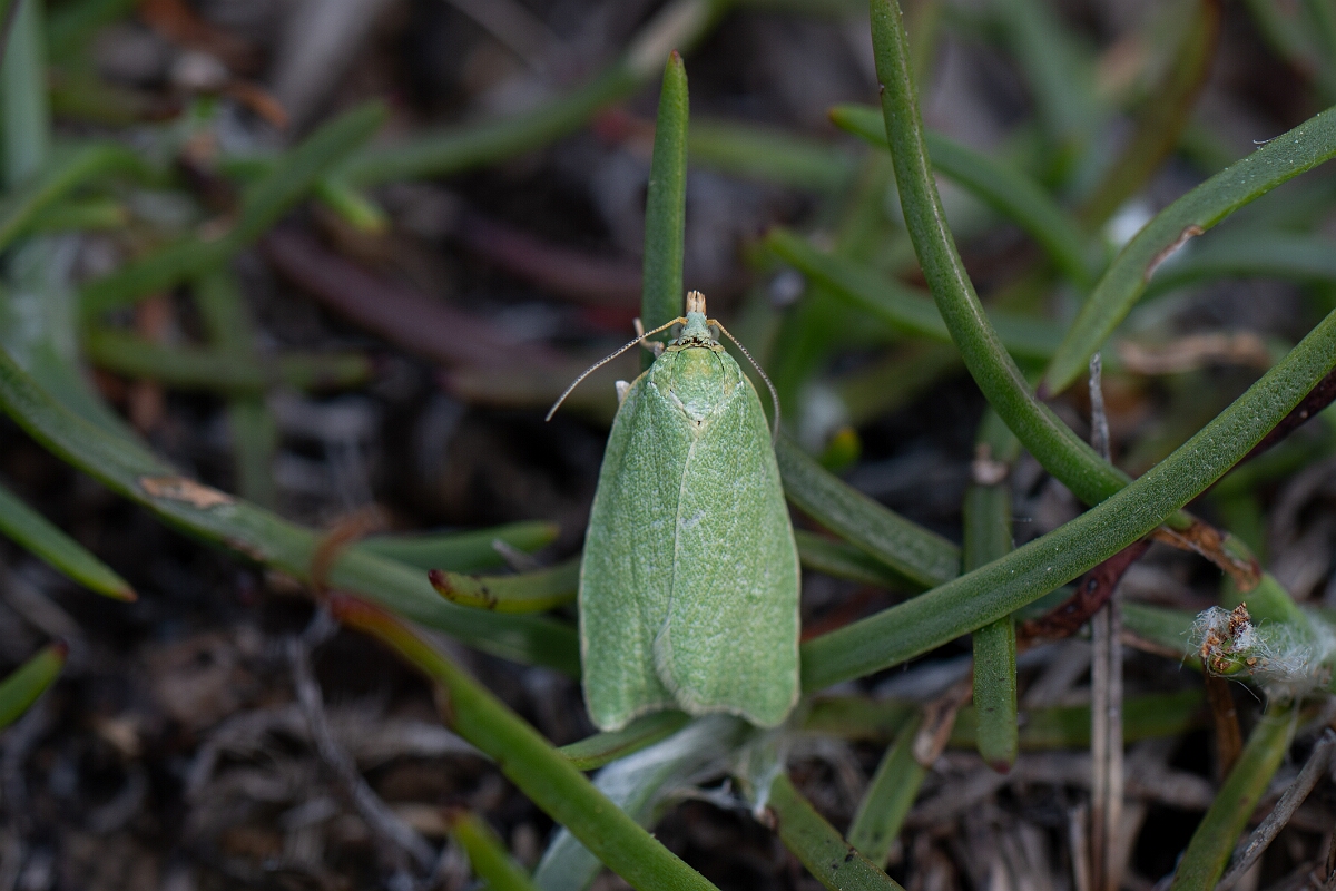 David Plant Photography - Wildlife Photography - Green oak tortrix, Tortrix virdana - B.jpg - Green oak tortrix, Tortrix virdana - Cornwall