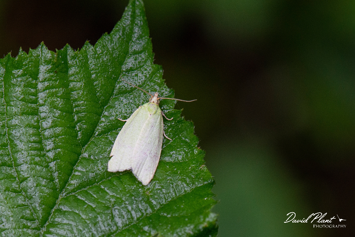 David Plant Photography - Wildlife Photography - Green oak tortrix, Tortrix viridana - A.JPG - Green oak tortrix, Tortrix viridana - Norfolk