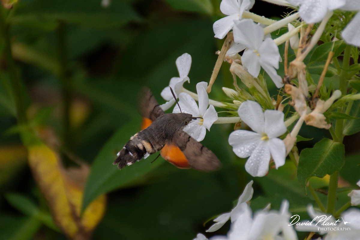 David Plant Photography - Wildlife Photography - Hummingbird hawkmoth - B.jpg - Hummingbird hawkmoth, Macroglossum stellatarum - Cotswolds