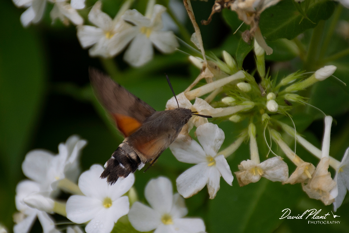 David Plant Photography - Wildlife Photography - Hummingbird hawkmoth - C.jpg - Hummingbird hawkmoth, Macroglossum stellatarum - Cotswolds