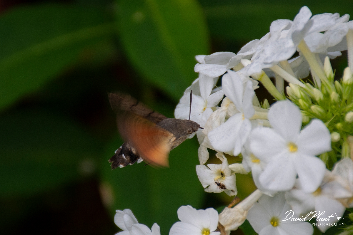 David Plant Photography - Wildlife Photography - Hummingbird hawkmoth - D.jpg - Hummingbird hawkmoth, Macroglossum stellatarum - Cotswolds