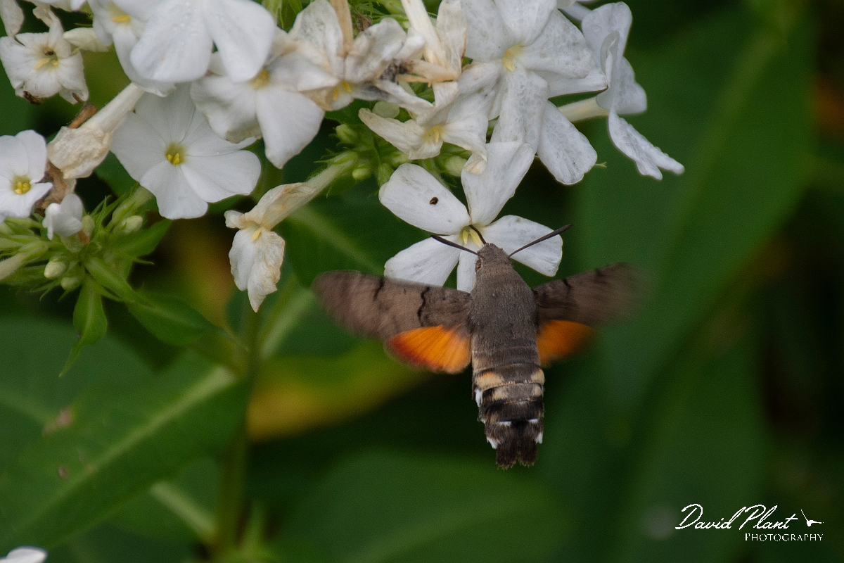 David Plant Photography - Wildlife Photography - Hummingbird hawkmoth - E.jpg - Hummingbird hawkmoth, Macroglossum stellatarum - Cotswolds