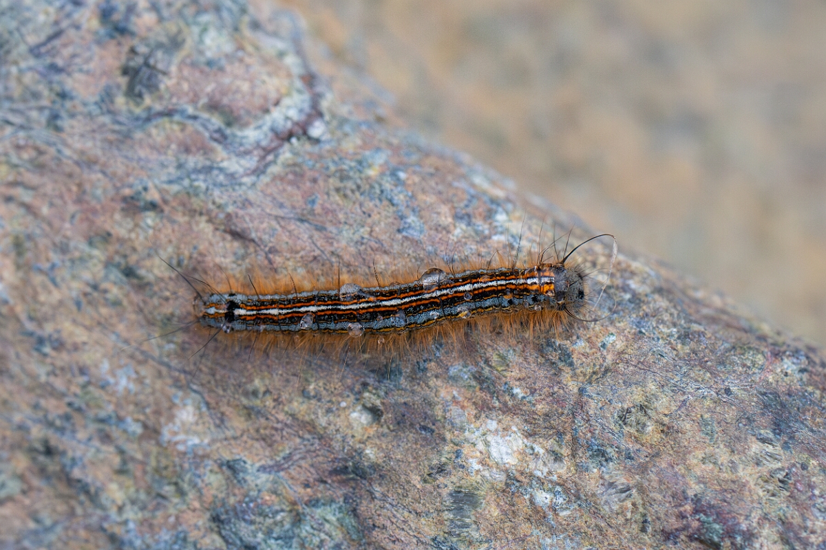 David Plant Photography - Wildlife Photography - Lackey moth - A.jpg - Lackey moth, Malacosoma neustria - Cornwall