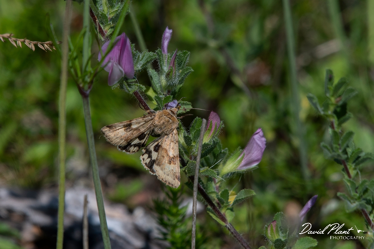 David Plant Photography - Wildlife Photography - Marbled Clover, Heliothis viriplaca - A.JPG - Marbled clover, Heliothis viriplaca - Norfolk