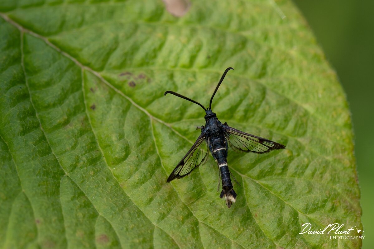 David Plant Photography - Wildlife Photography - Orange-tailed clearwing - A.jpg - Orange-tailed clearwing, Synanthedon andrenaeformis - North Somerset