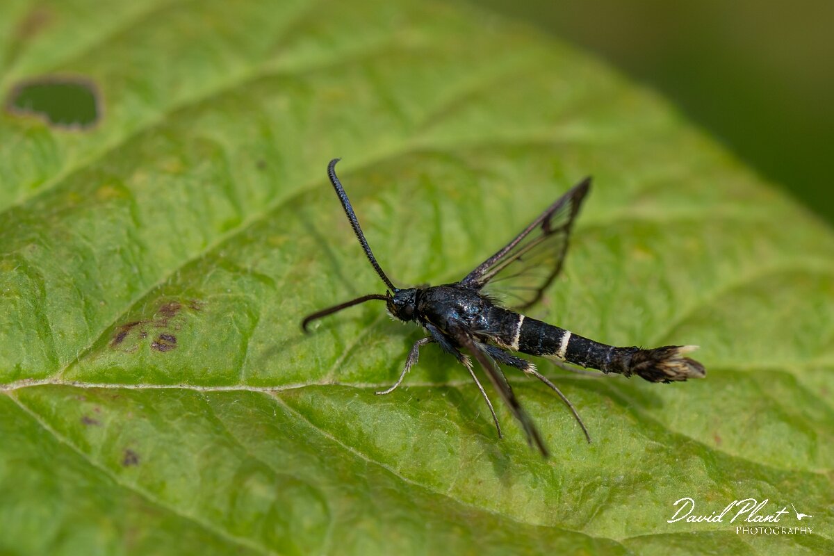 David Plant Photography - Wildlife Photography - Orange-tailed clearwing - C.jpg - Orange-tailed clearwing, Synanthedon andrenaeformis - North Somerset