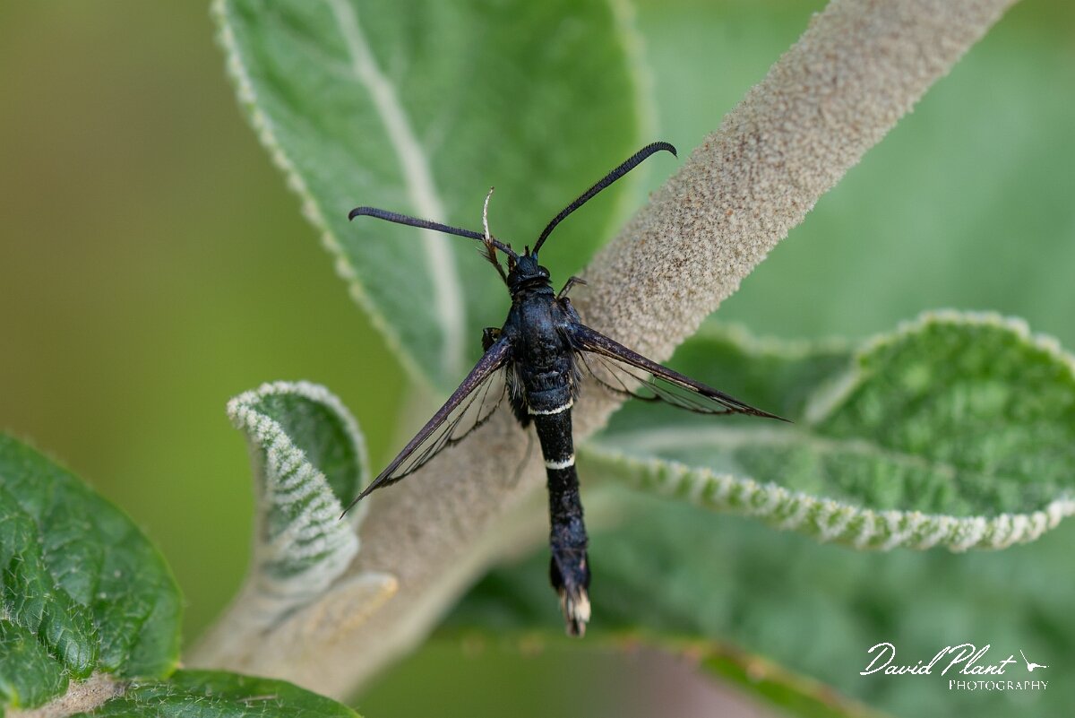 David Plant Photography - Wildlife Photography - Orange-tailed clearwing - D.jpg - Orange-tailed clearwing, Synanthedon andrenaeformis - North Somerset