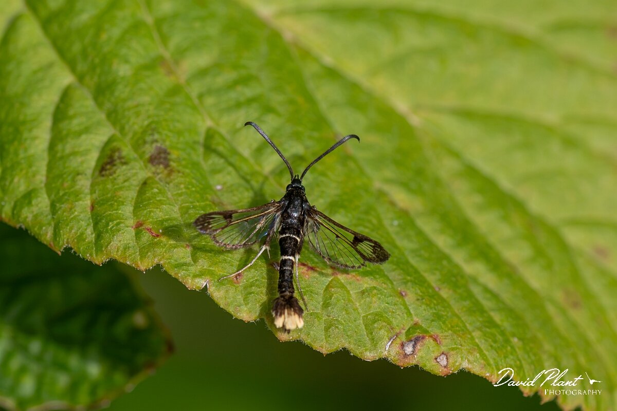 David Plant Photography - Wildlife Photography - Orange-tailed clearwing - E.jpg - Orange-tailed clearwing, Synanthedon andrenaeformis - North Somerset