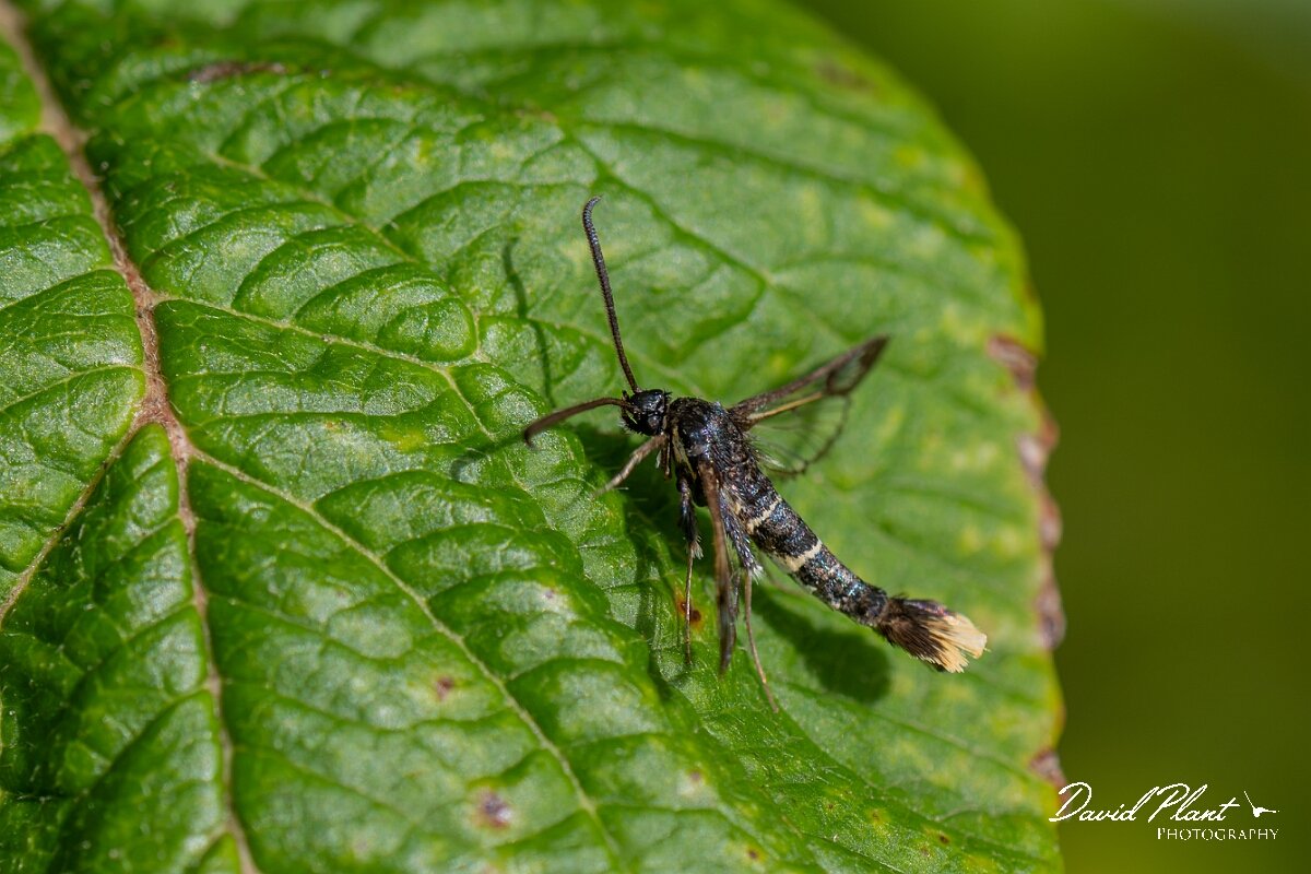 David Plant Photography - Wildlife Photography - Orange-tailed clearwing - F.jpg - Orange-tailed clearwing, Synanthedon andrenaeformis - North Somerset