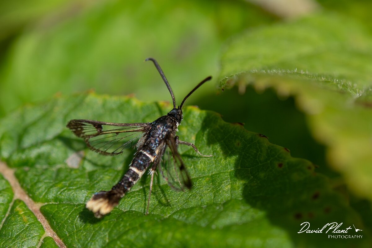 David Plant Photography - Wildlife Photography - Orange-tailed clearwing - G.jpg - Orange-tailed clearwing, Synanthedon andrenaeformis - North Somerset