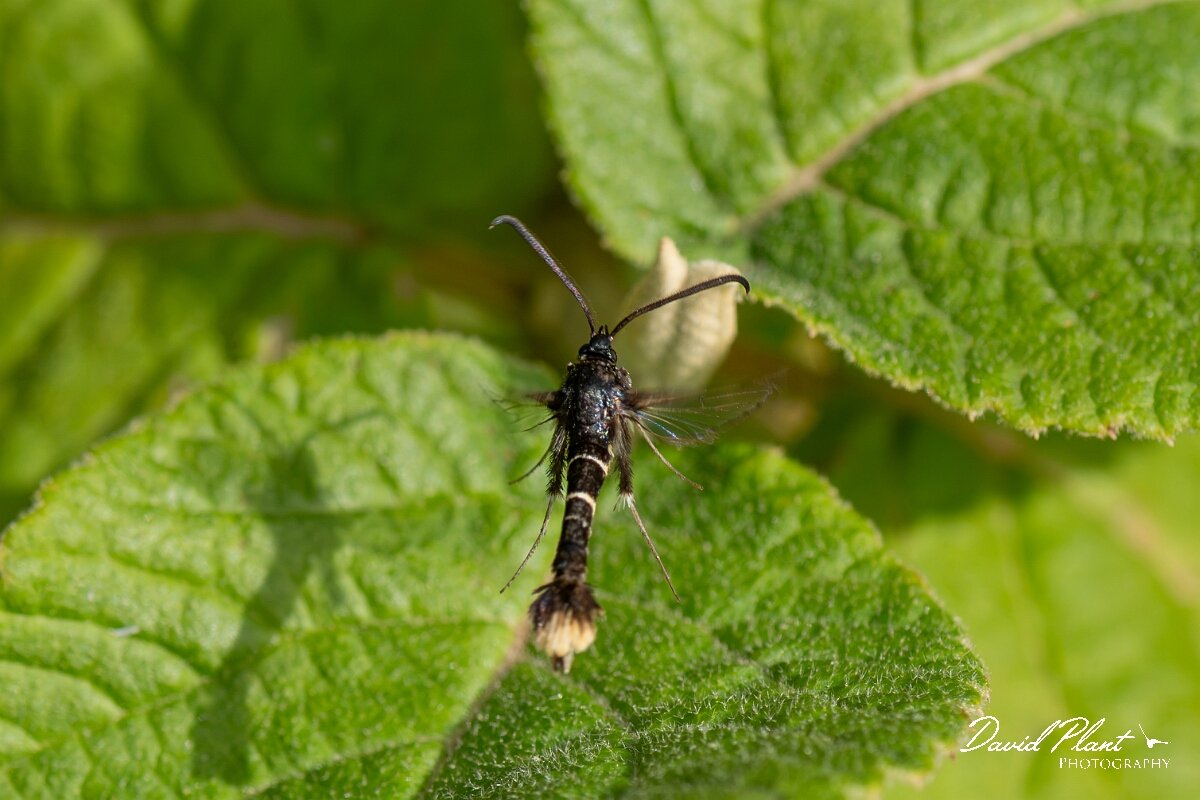 David Plant Photography - Wildlife Photography - Orange-tailed clearwing - H.jpg - Orange-tailed clearwing, Synanthedon andrenaeformis - North Somerset