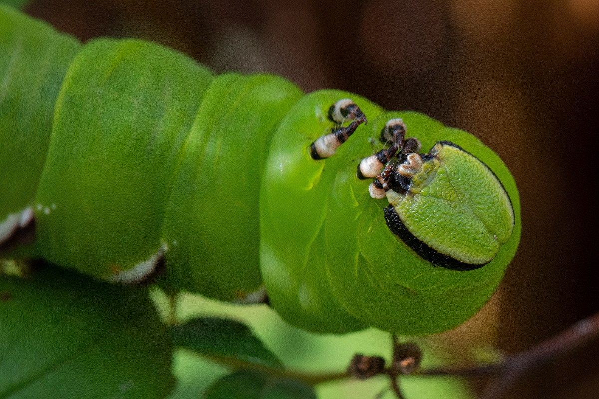 David Plant Photography - Wildlife Photography - Privet hawkmoth - B.JPG - Privet hawk-moth, Sphinx ligustri - Cotswolds