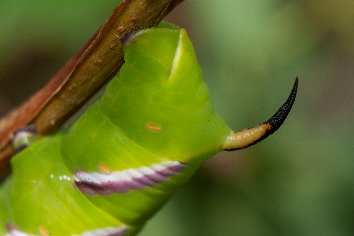 David Plant Photography - Wildlife Photography - Privet hawkmoth - C.JPG - Privet hawk-moth, Sphinx ligustri - Cotswolds