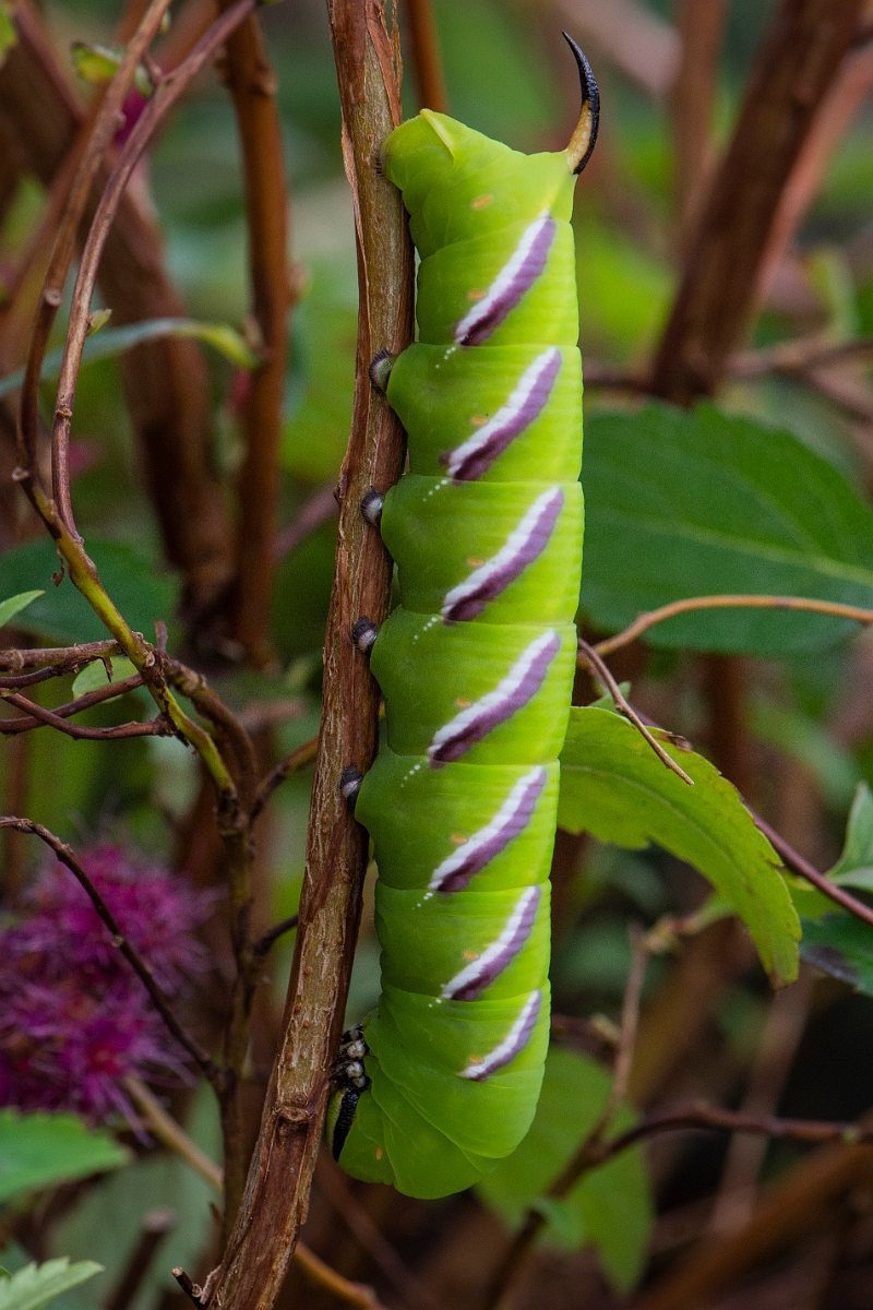 David Plant Photography - Wildlife Photography - Privet hawkmoth - D.JPG - Privet hawk-moth, Sphinx ligustri - Cotswolds