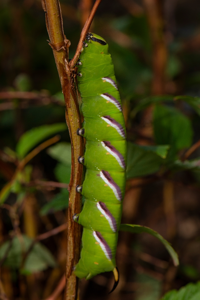 David Plant Photography - Wildlife Photography - Privet hawkmoth - E.JPG - Privet hawk-moth, Sphinx ligustri - Cotswolds