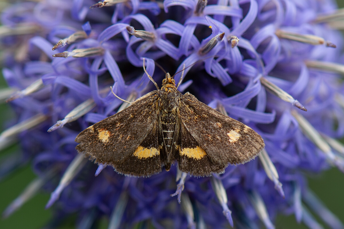 David Plant Photography - Wildlife Photography - Pyrausta aurata - A.jpg - Mint moth, Pyrausta aurata - Cotswolds