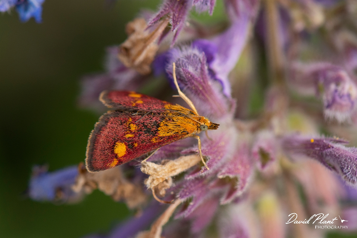 David Plant Photography - Wildlife Photography - Pyrausta purpuralis - B.jpg - Mint moth, Pyrausta aurata - Cotswolds