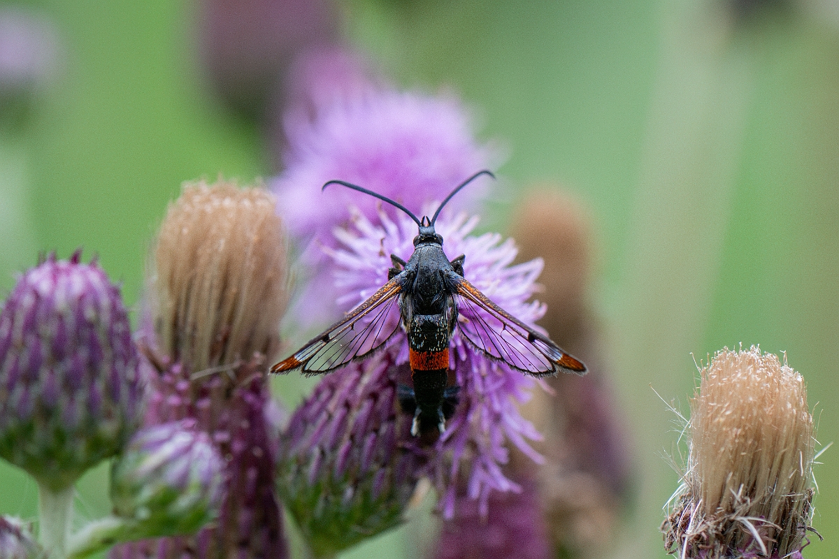 David Plant Photography - Wildlife Photography - Red-belted clearwing - A.jpg - Red-tipped clearwing, Synanthedon formicaeformis - Cambridgeshire