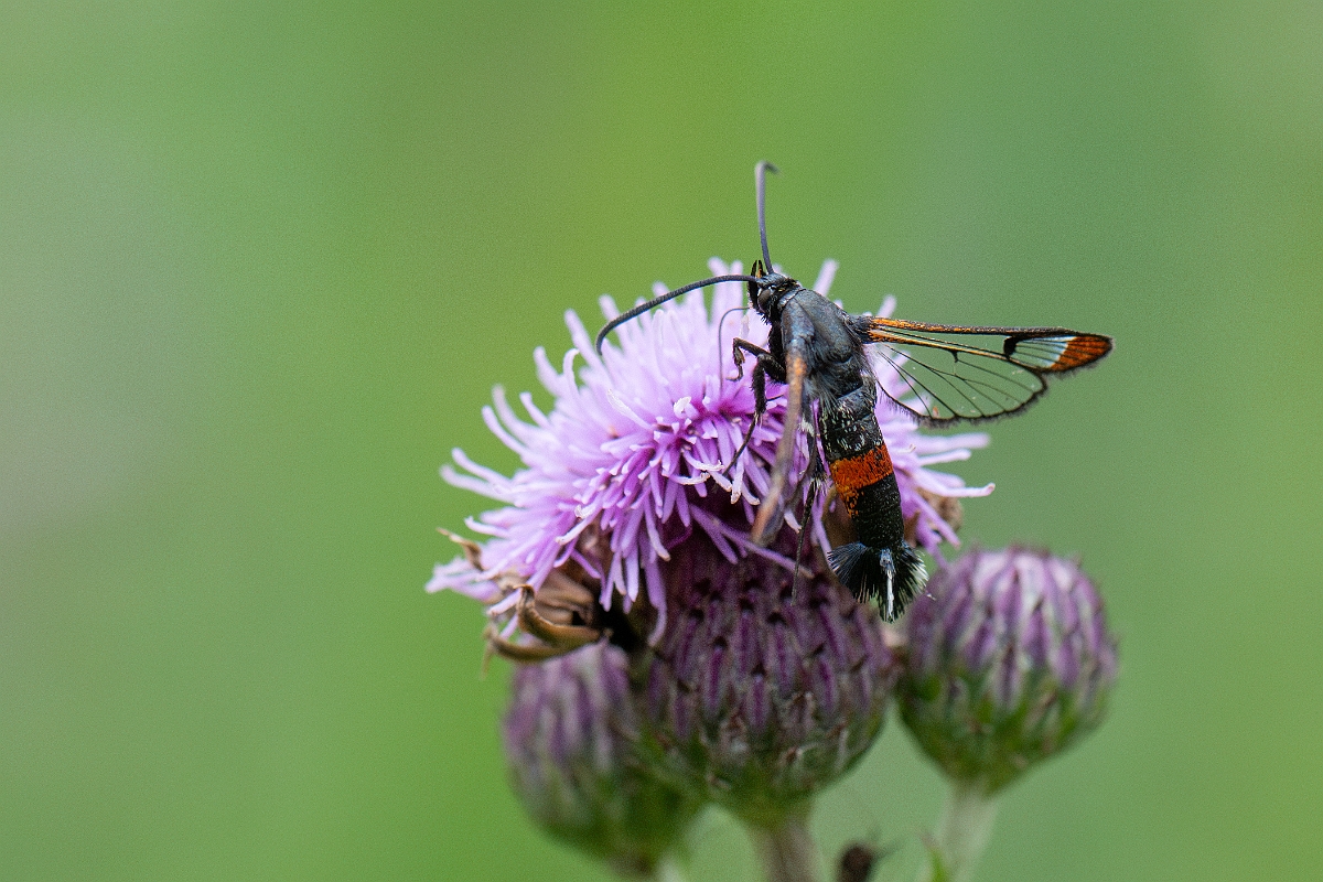 David Plant Photography - Wildlife Photography - Red-belted clearwing - B.jpg - Red-tipped clearwing, Synanthedon formicaeformis - Cambridgeshire