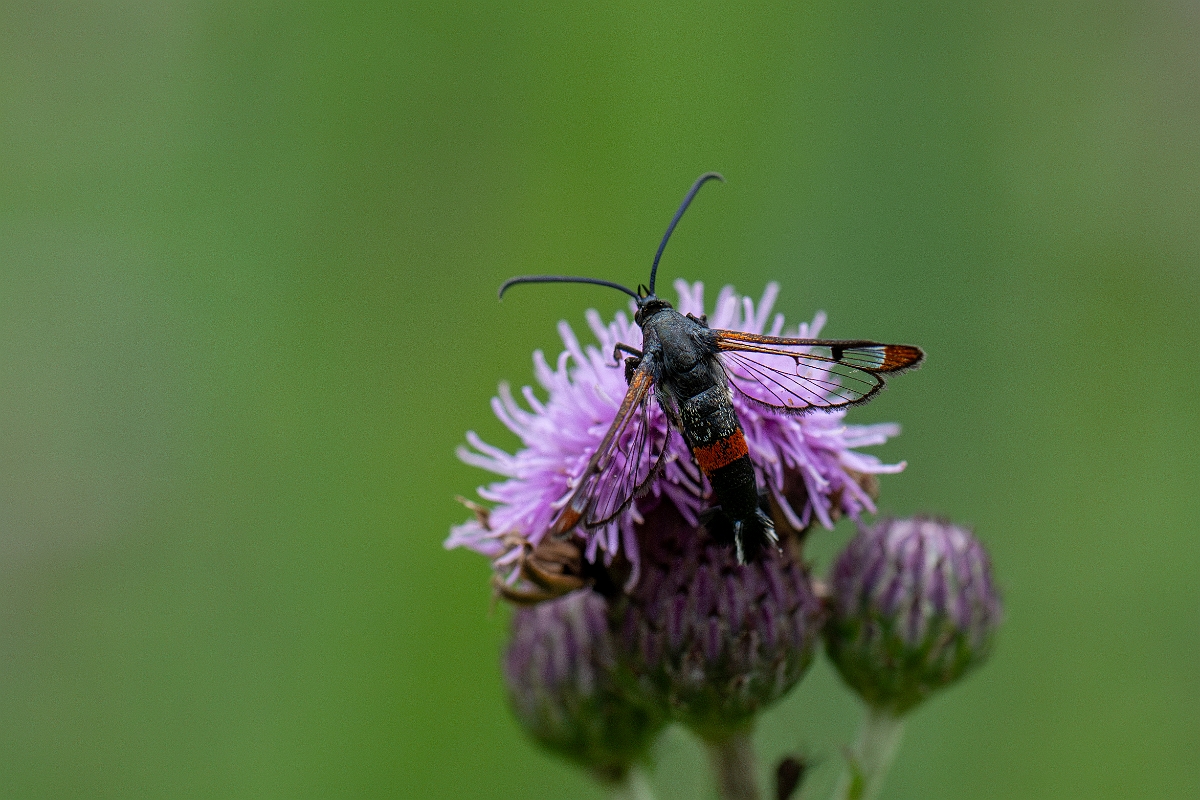 David Plant Photography - Wildlife Photography - Red-belted clearwing - D.jpg - Red-tipped clearwing, Synanthedon formicaeformis - Cambridgeshire