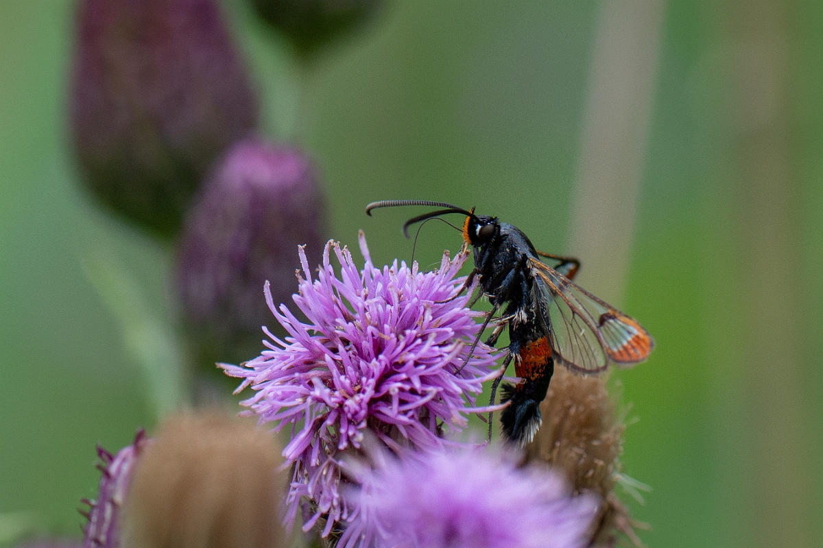 David Plant Photography - Wildlife Photography - Red-belted clearwing - E.jpg - Red-tipped clearwing, Synanthedon formicaeformis - Cambridgeshire
