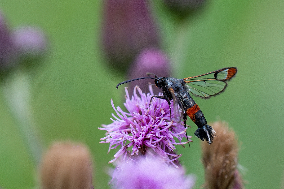 David Plant Photography - Wildlife Photography - Red-belted clearwing - G.jpg - Red-tipped clearwing, Synanthedon formicaeformis - Cambridgeshire
