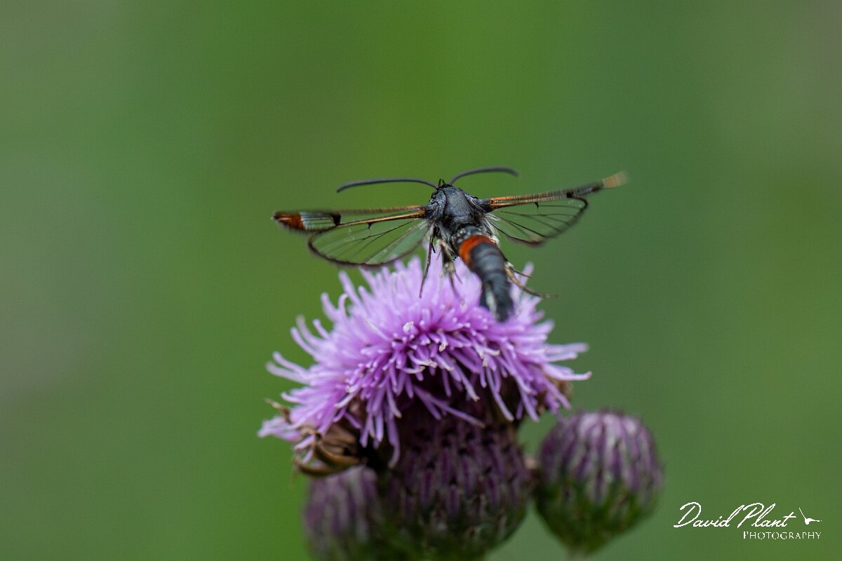 David Plant Photography - Wildlife Photography - Red-tipped clearwing - C.jpg - Red-tipped clearwing, Synanthedon formicaeformis - Cambridgeshire
