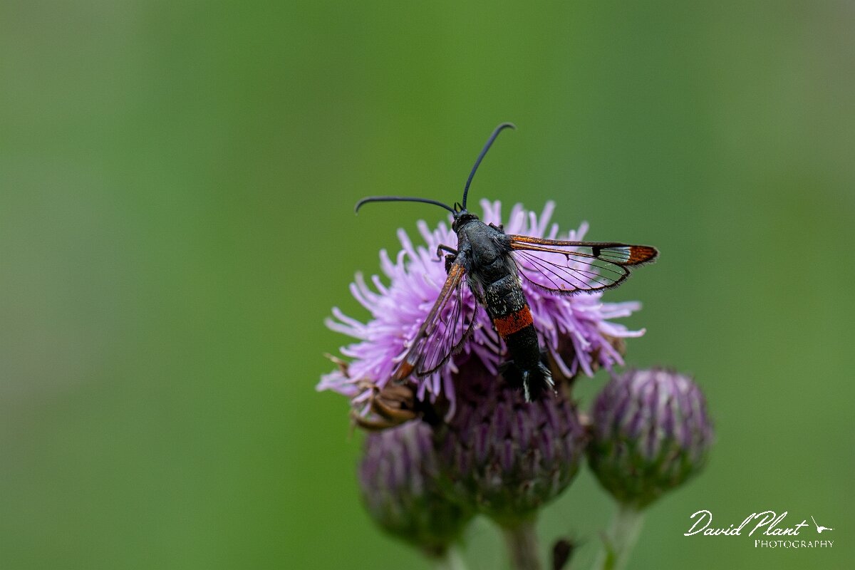 David Plant Photography - Wildlife Photography - Red-tipped clearwing - D.jpg - Red-tipped clearwing, Synanthedon formicaeformis - Cambridgeshire