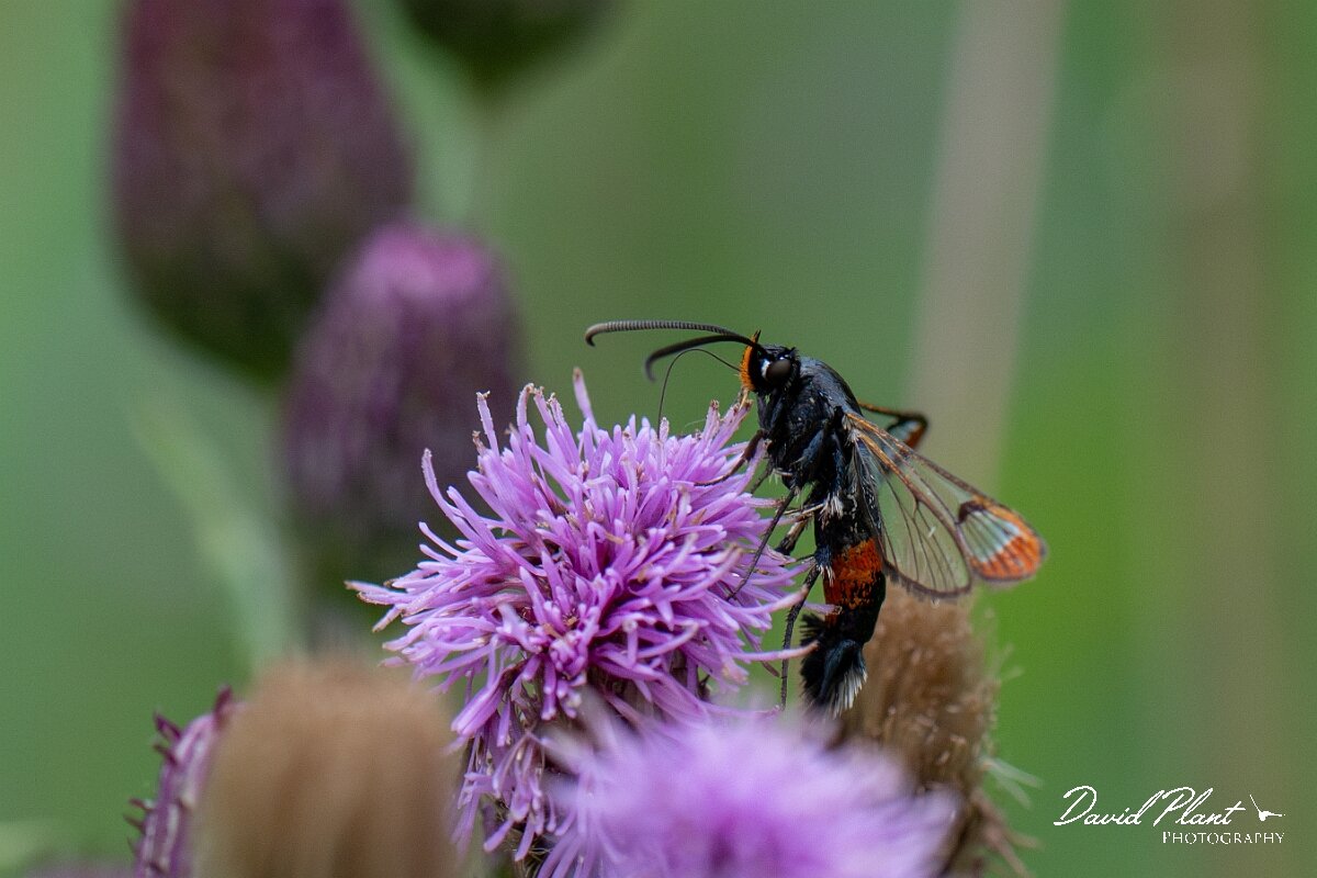 David Plant Photography - Wildlife Photography - Red-tipped clearwing - E.jpg - Red-tipped clearwing, Synanthedon formicaeformis - Cambridgeshire