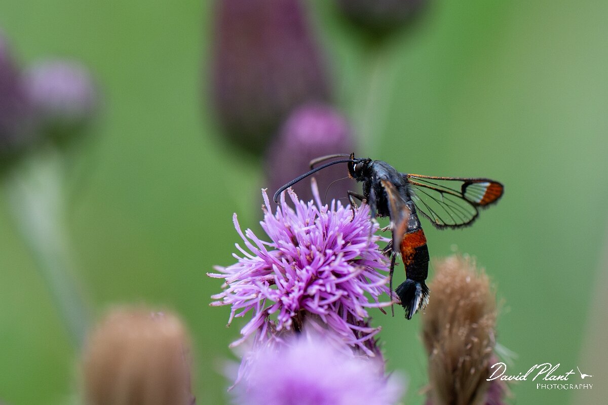 David Plant Photography - Wildlife Photography - Red-tipped clearwing - F.jpg - Red-tipped clearwing, Synanthedon formicaeformis - Cambridgeshire