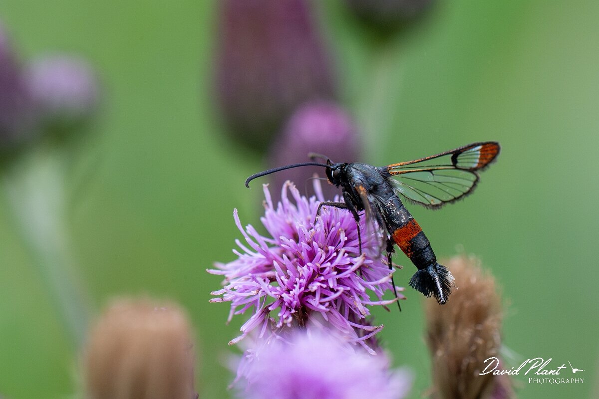 David Plant Photography - Wildlife Photography - Red-tipped clearwing - G.jpg - Red-tipped clearwing, Synanthedon formicaeformis - Cambridgeshire