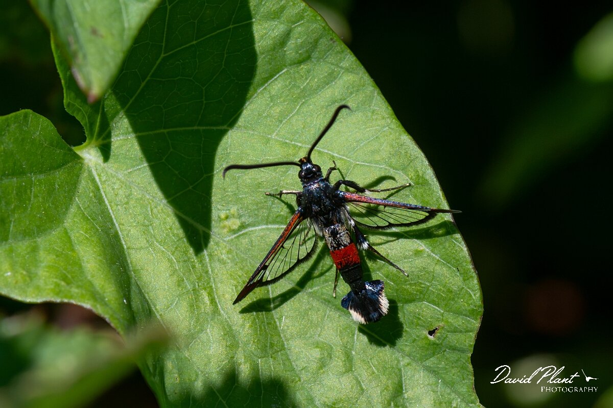 David Plant Photography - Wildlife Photography - Red-tipped clearwing - I.jpg - Red-tipped clearwing, Synanthedon formicaeformis - North Somerset