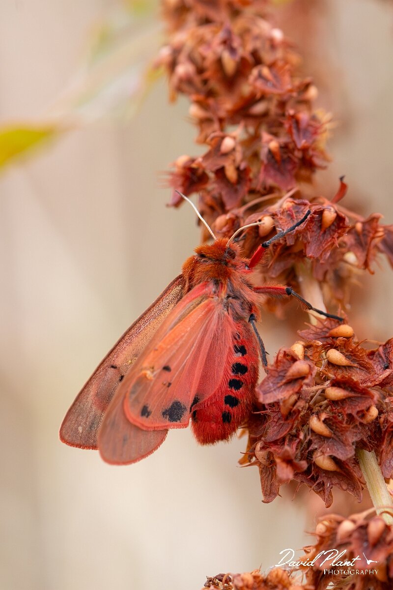 David Plant Photography - Wildlife Photography - Ruby tiger, Phragmatobia fuliginosa - D.jpg - Ruby tiger, Phragmatobia fuliginosa - Gloucestershire