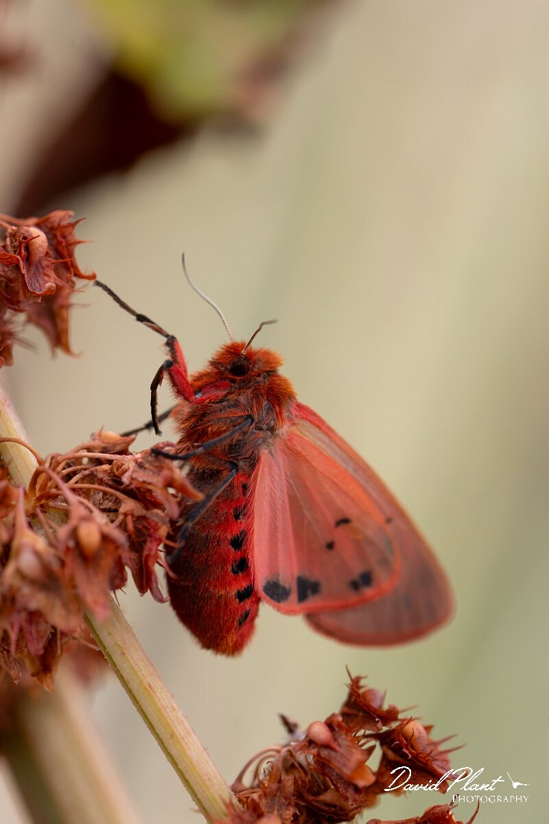 David Plant Photography - Wildlife Photography - Ruby tiger, Phragmatobia fuliginosa - F.jpg - Ruby tiger, Phragmatobia fuliginosa - Gloucestershire