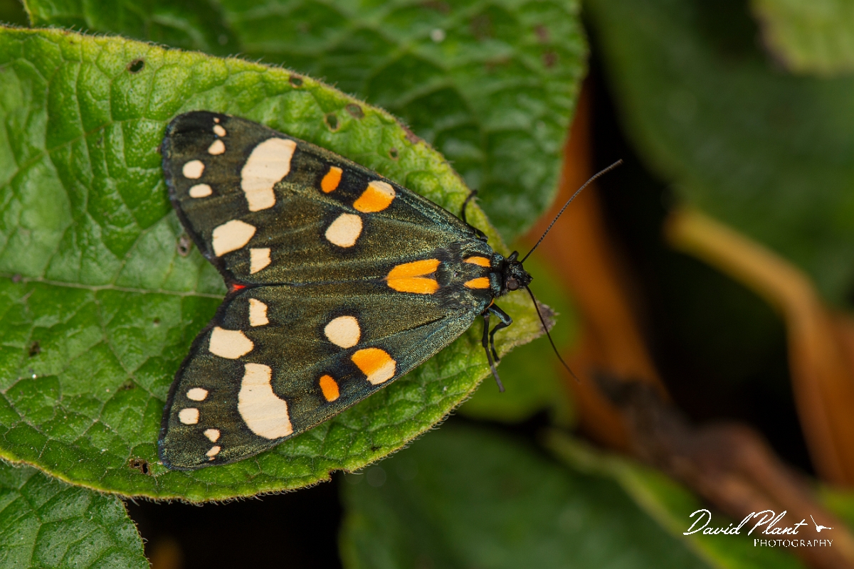David Plant Photography - Wildlife Photography - Scarlet tiger - C.JPG - Scarlet tiger, Callimorpha dominula - Cotswolds