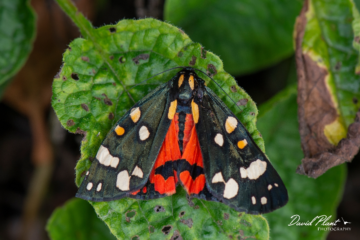 David Plant Photography - Wildlife Photography - Scarlet tiger - D.JPG - Scarlet tiger, Callimorpha dominula - Cotswolds