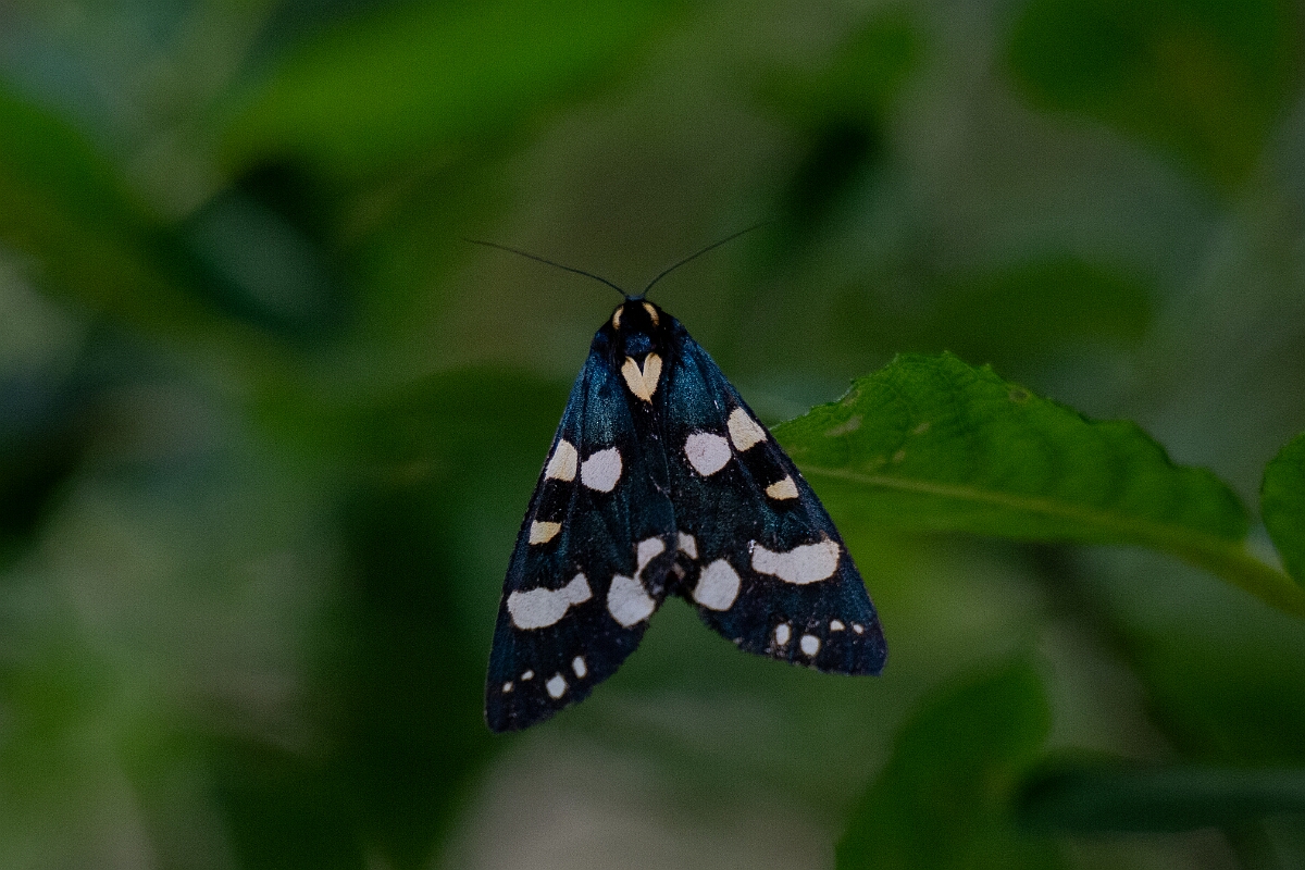 David Plant Photography - Wildlife Photography - Scarlet tiger - E.jpg - Scarlet tiger, Callimorpha dominula - Cambridgeshire