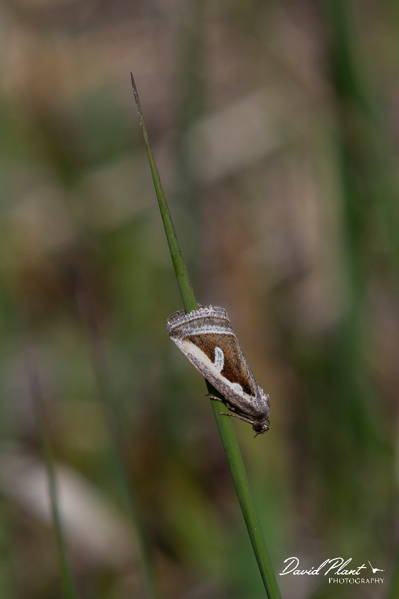 David Plant Photography - Wildlife Photography - Silver hook, Deltote uncula - A.JPG - Silver hook, Deltote uncula - Highlands