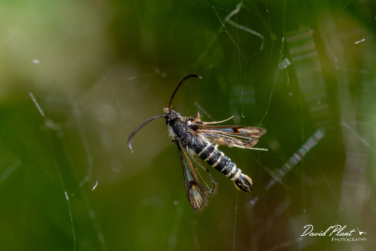 David Plant Photography - Wildlife Photography - Six-belted clearwing - A.jpg - Six-belted clearwing, Bembecia ichneumoniformis - Avon