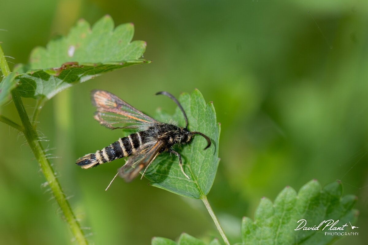 David Plant Photography - Wildlife Photography - Six-belted clearwing - B.jpg - Six-belted clearwing, Bembecia ichneumoniformis - Avon