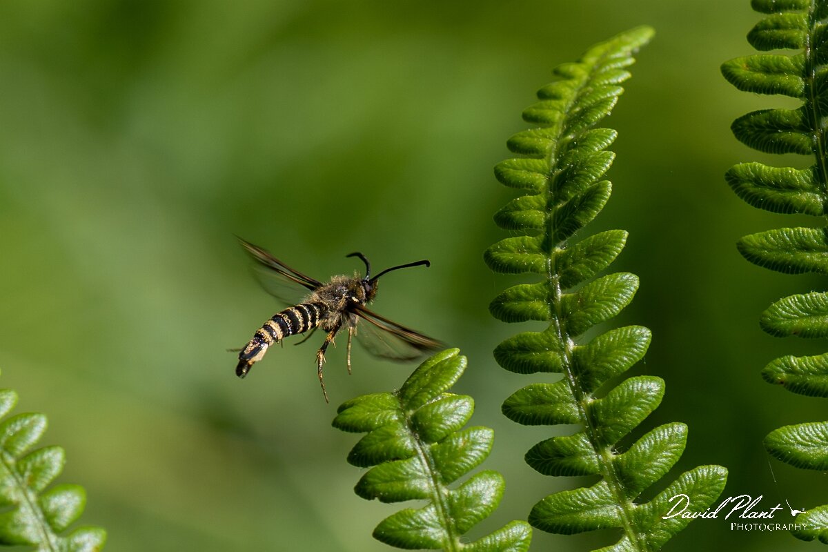 David Plant Photography - Wildlife Photography - Six-belted clearwing - C.jpg - Six-belted clearwing, Bembecia ichneumoniformis - North Somerset