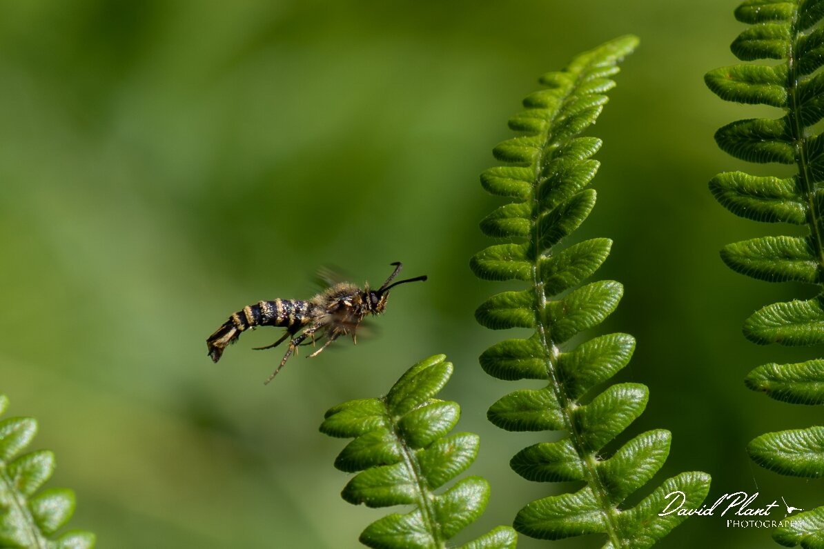 David Plant Photography - Wildlife Photography - Six-belted clearwing - D.jpg - Six-belted clearwing, Bembecia ichneumoniformis - North Somerset