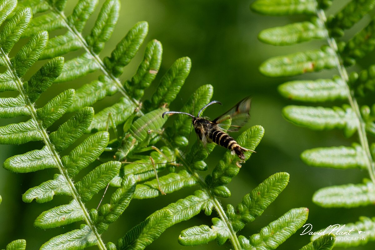 David Plant Photography - Wildlife Photography - Six-belted clearwing - E.jpg - Six-belted clearwing, Bembecia ichneumoniformis - North Somerset